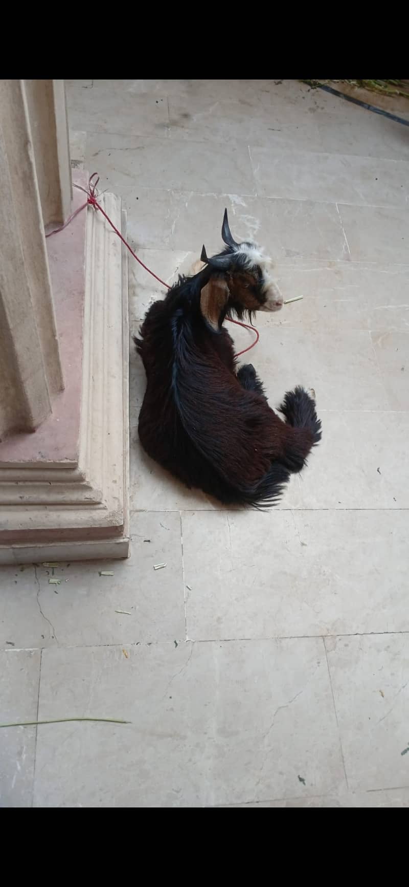 Bakra 3