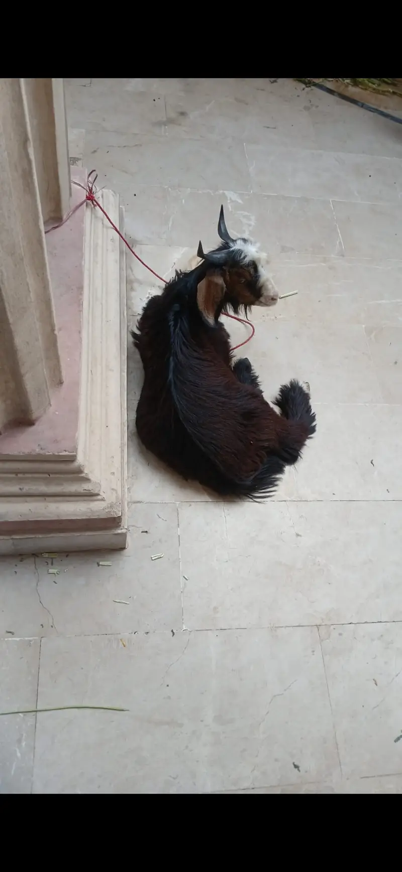 Bakra — photo 4