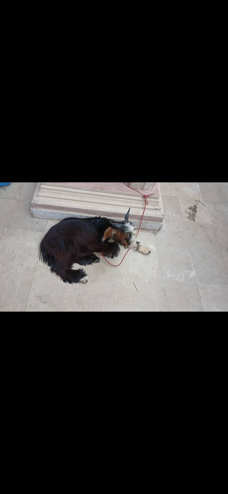 Bakra 4