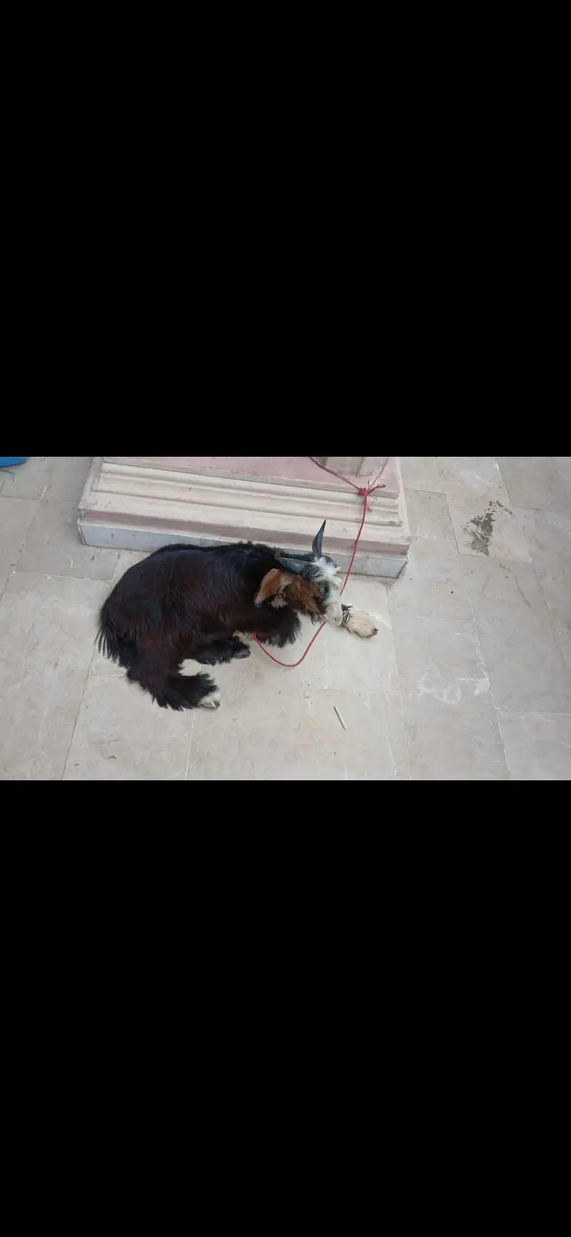 Bakra — photo 5