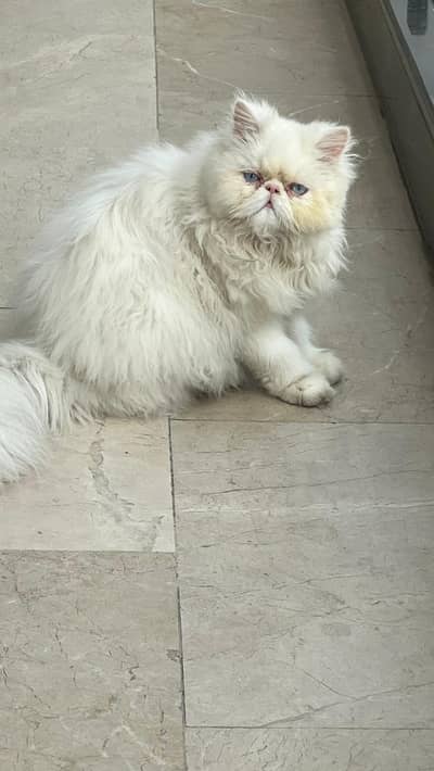 Persian CFA Piki /Peke Face Bule Eyes Stud Male Cat N