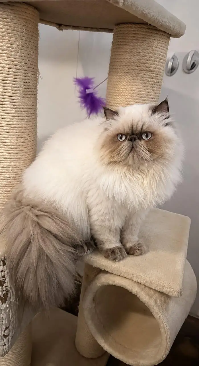 Persian CFA Piki /Peke Face Bule Eyes Stud Male Cat N — photo 2