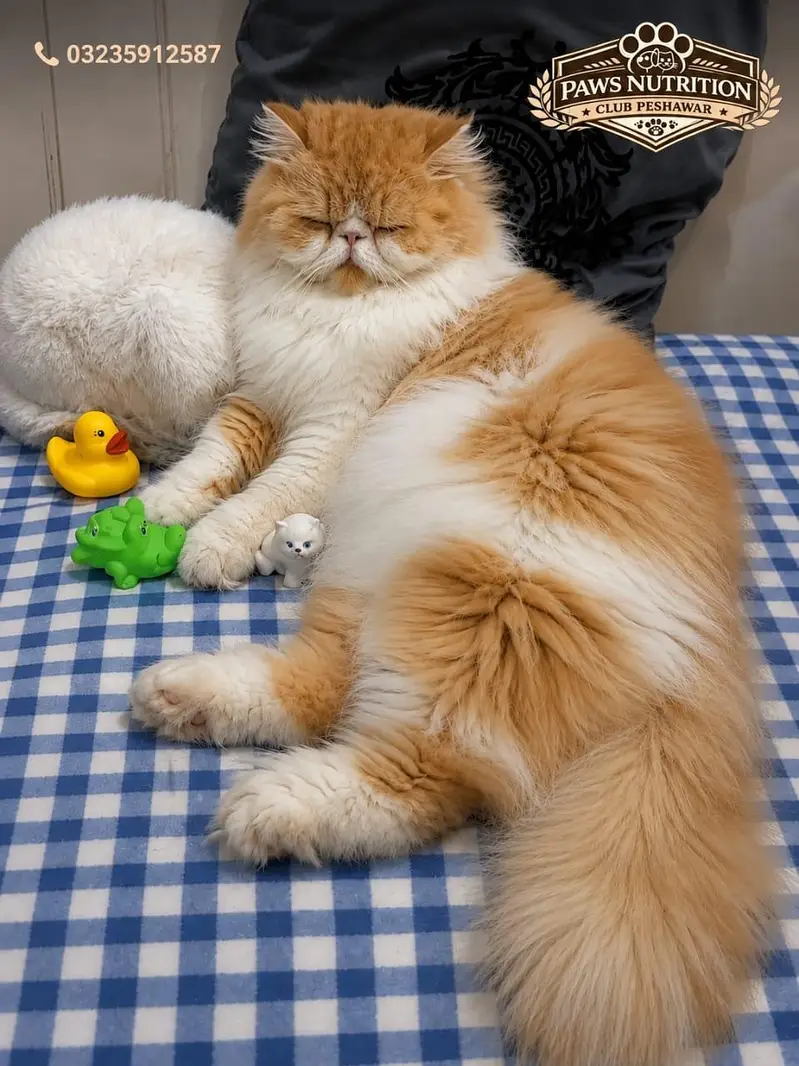 Persian CFA Piki /Peke Face Bule Eyes Stud Male Cat N — photo 3