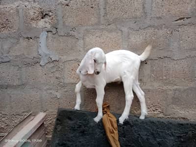 Bakri/Bacha For Sale