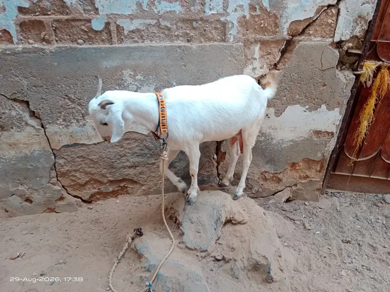 Bakri/Bacha For Sale — photo 2