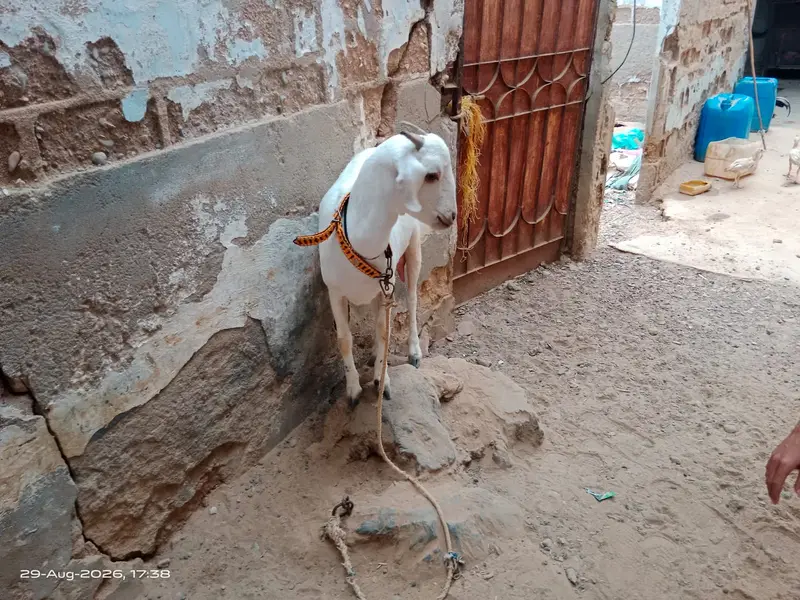 Bakri/Bacha For Sale — photo 3