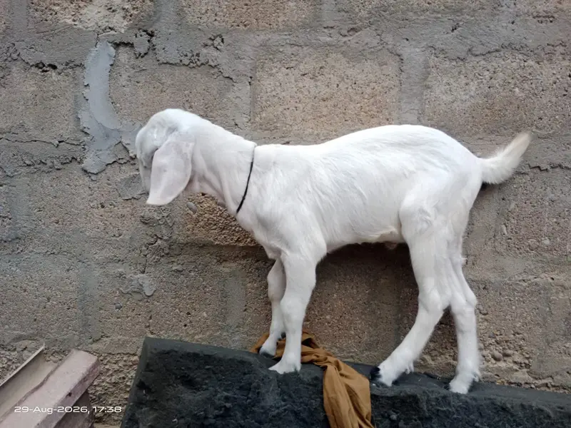 Bakri/Bacha For Sale — photo 4