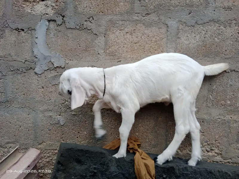 Bakri/Bacha For Sale — photo 5