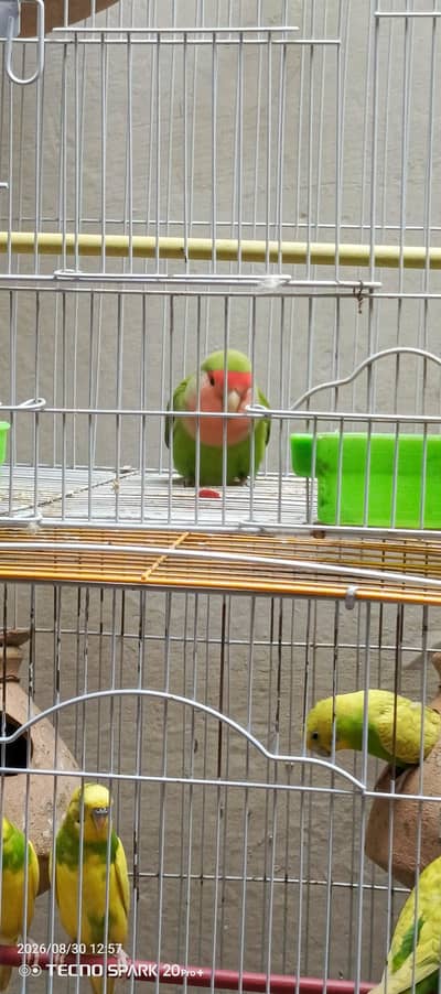 love bird and Australian parrot