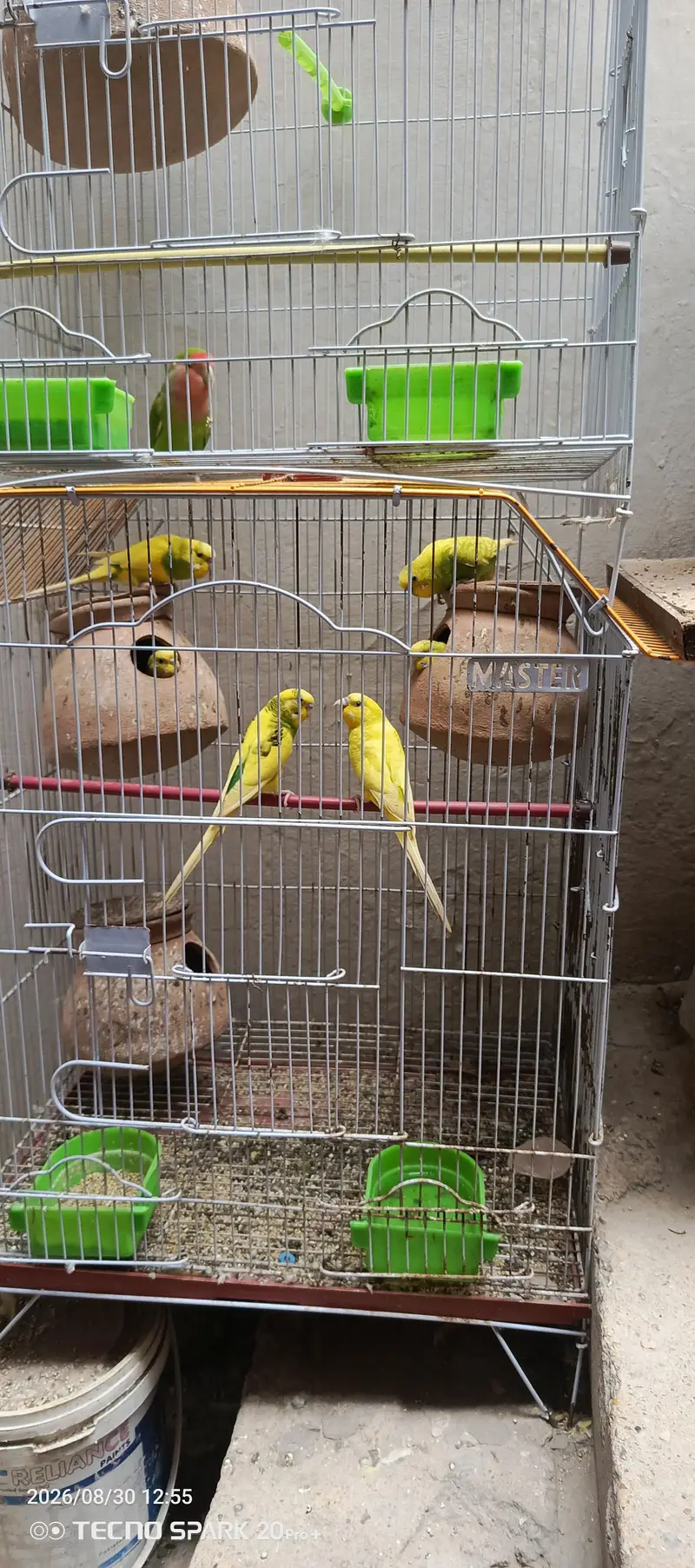 love bird and Australian parrot — photo 2