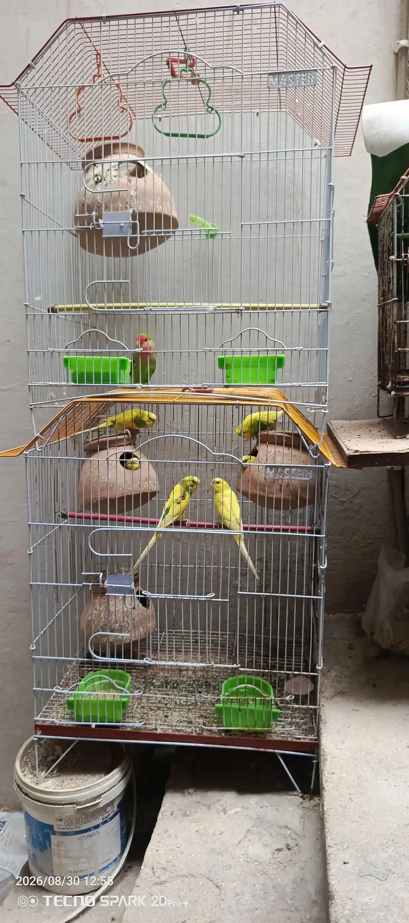 love bird and Australian parrot — photo 3