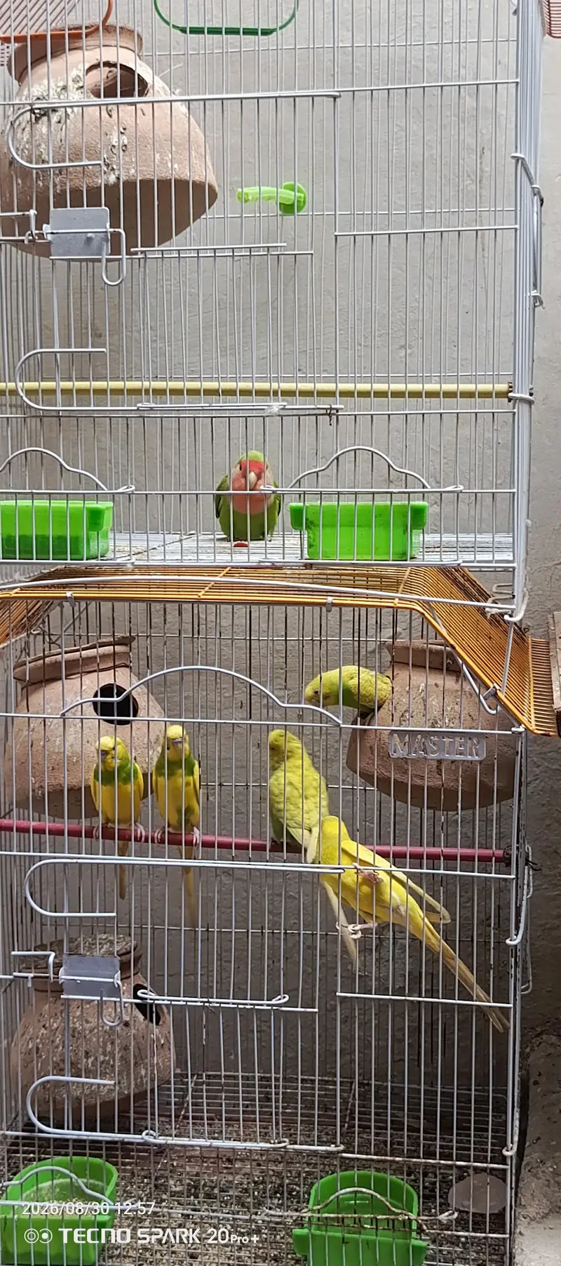love bird and Australian parrot — photo 4