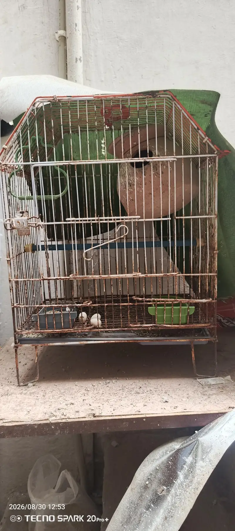 love bird and Australian parrot — photo 5