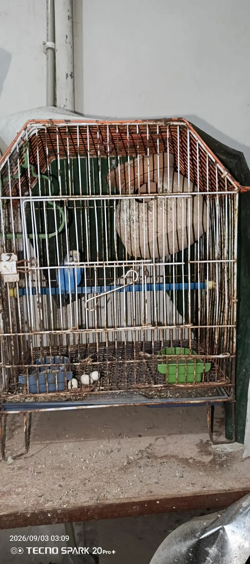 love bird and Australian parrot — photo 7