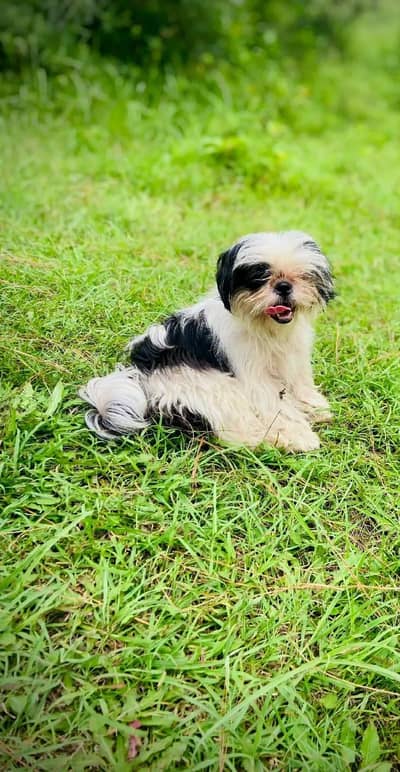 Shihtzu female