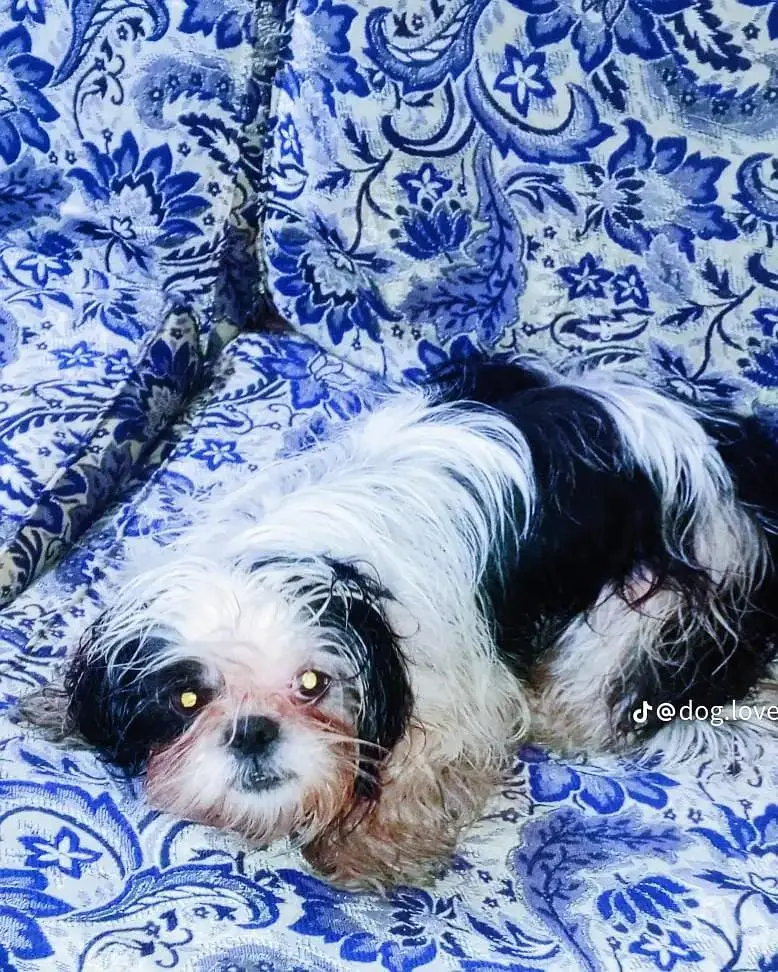 Shihtzu female — photo 2