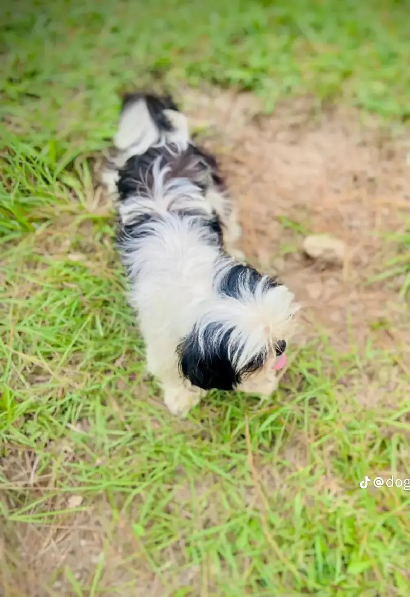 Shihtzu female — photo 3