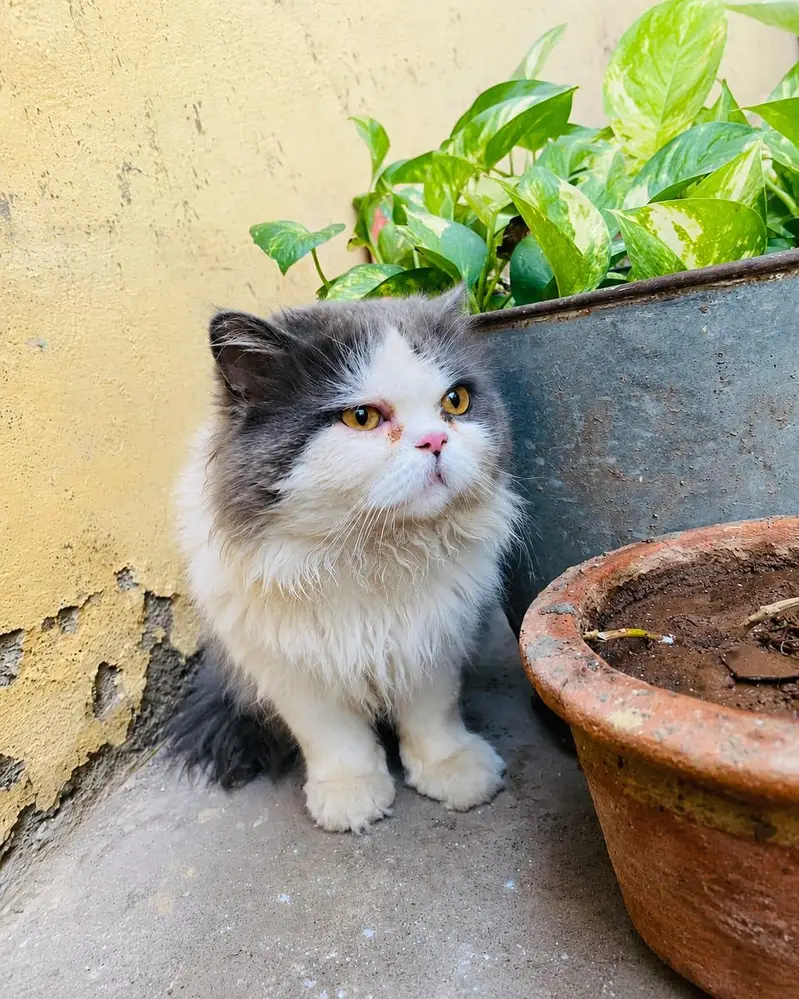 cat sale — photo 2