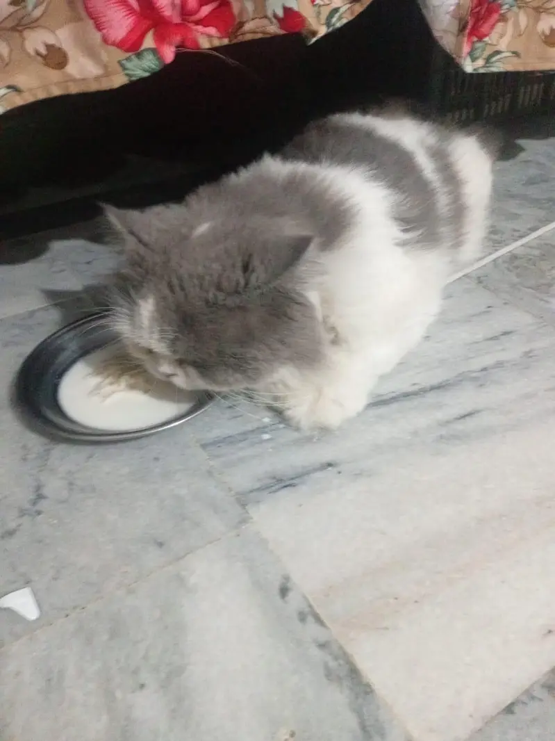 cat sale — photo 3