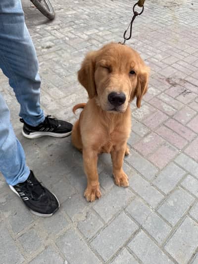 Golden retriever bht achi female hy
