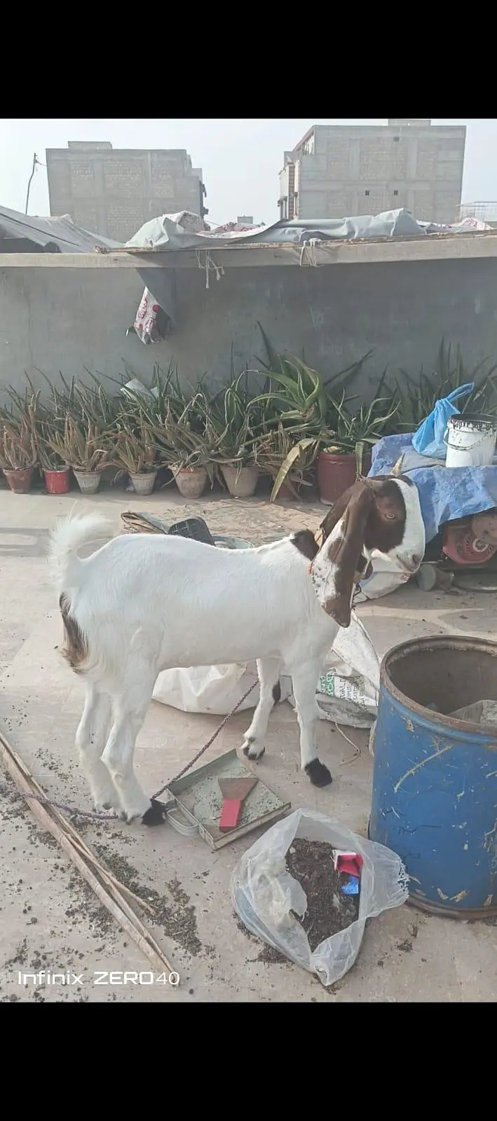 Nasli Bakri & Uski Bachi — photo 2