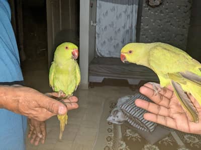 ringneck pair handtamed