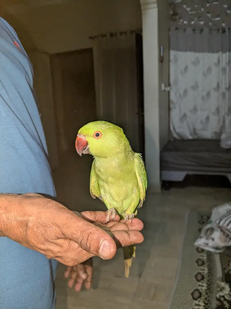 ringneck pair handtamed — photo 2