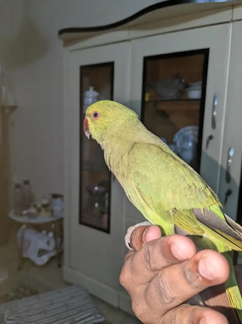 ringneck pair handtamed — photo 3