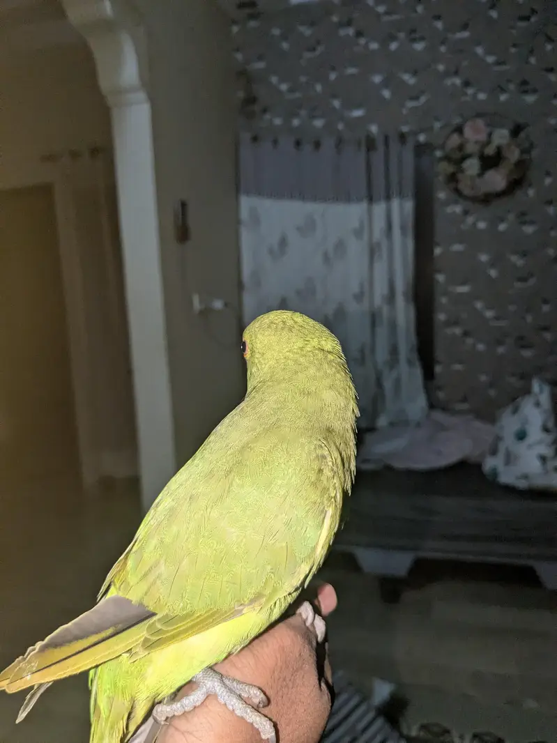 ringneck pair handtamed — photo 4