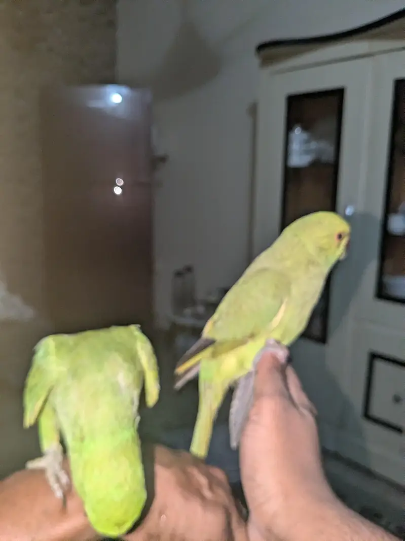 ringneck pair handtamed — photo 5