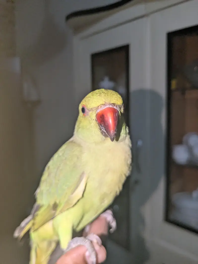 ringneck pair handtamed — photo 6