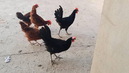 Australorp | Rir 3.5 months