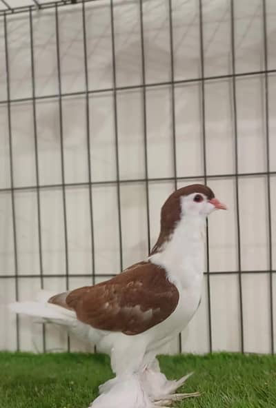 pigeon club