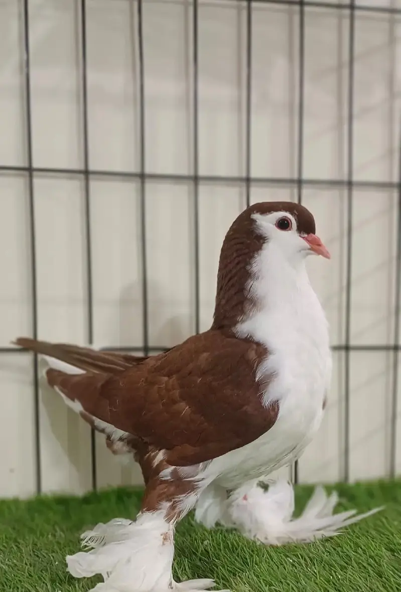 pigeon club — photo 2