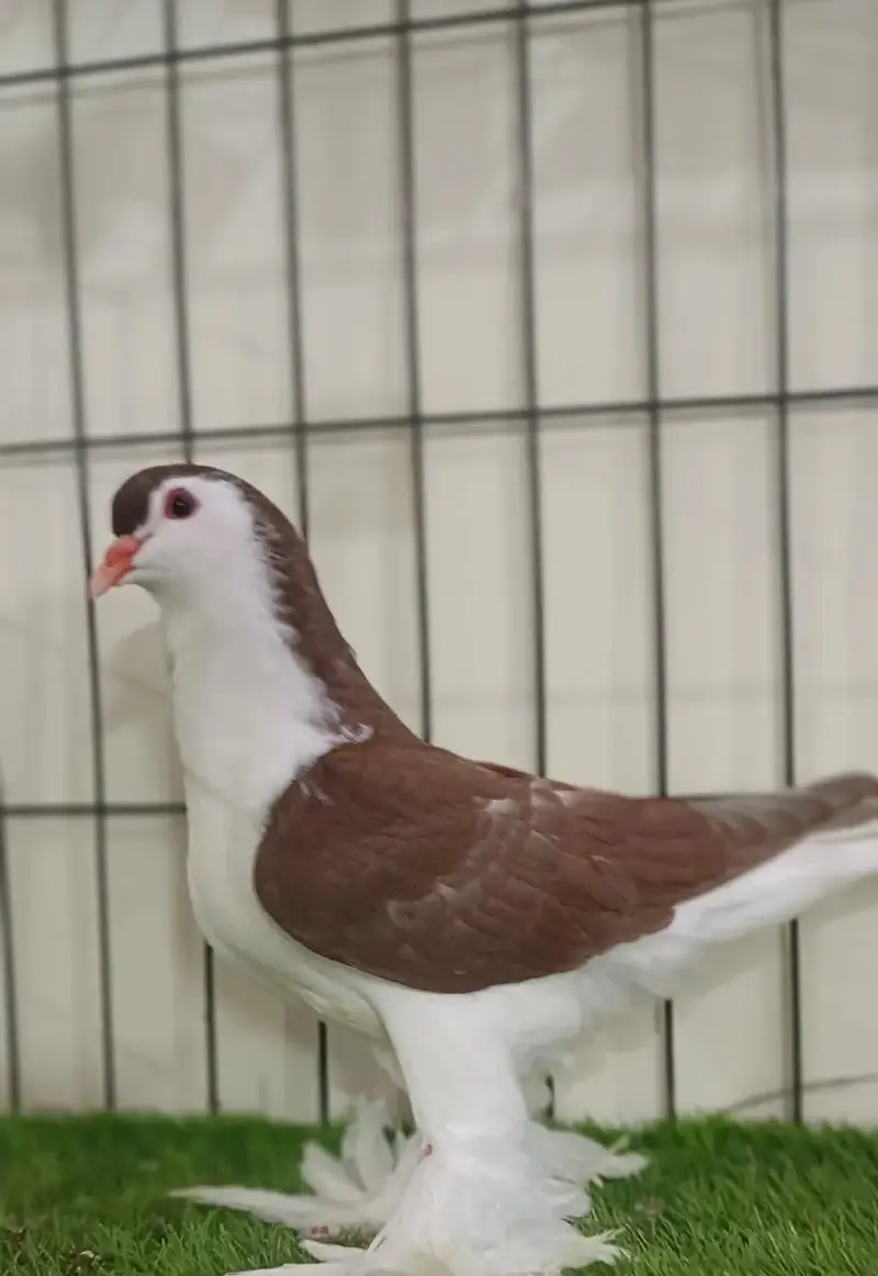 pigeon club — photo 3