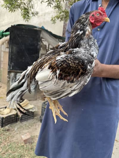 Homebreed pets