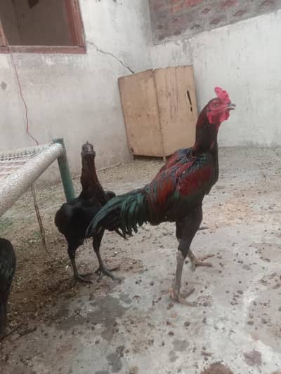 Aseel top quality birds