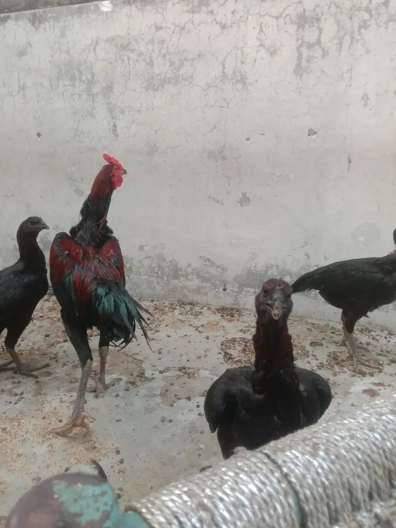 Aseel top quality birds — photo 2