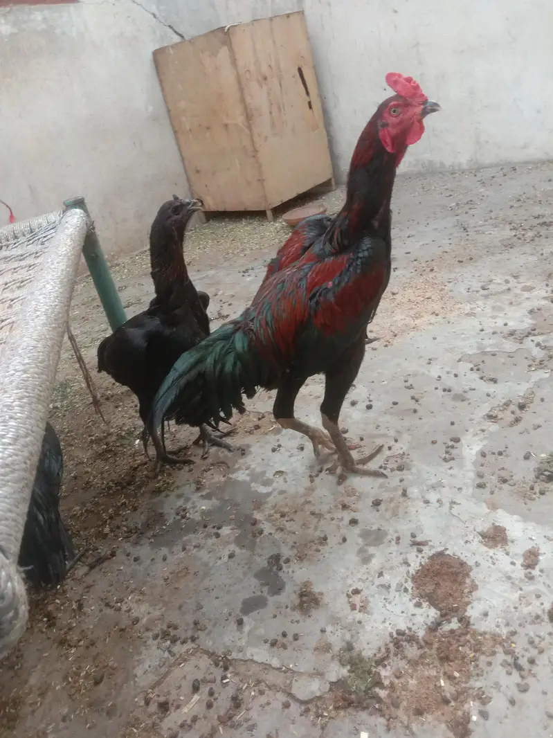 Aseel top quality birds — photo 3