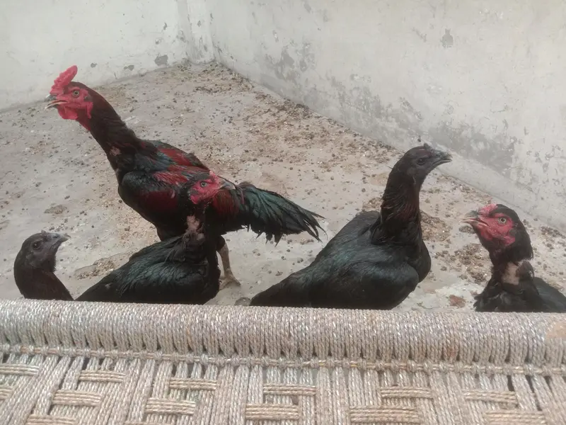 Aseel top quality birds — photo 6