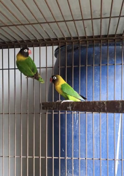 Black Mask Yellow Chest Lovebird Pair