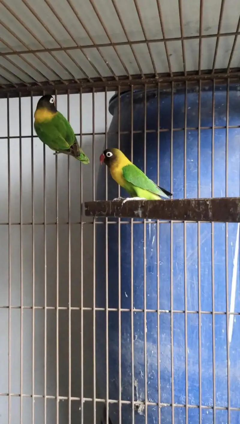 Black Mask Yellow Chest Lovebird Pair — photo 2