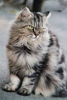 long coated furry female e cat