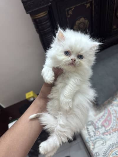 Persian kitten Tripple coat