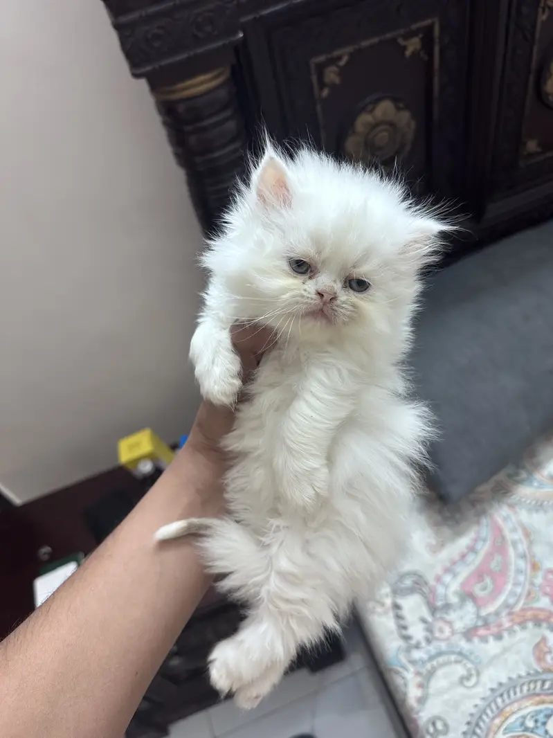 Persian kitten Tripple coat — photo 3