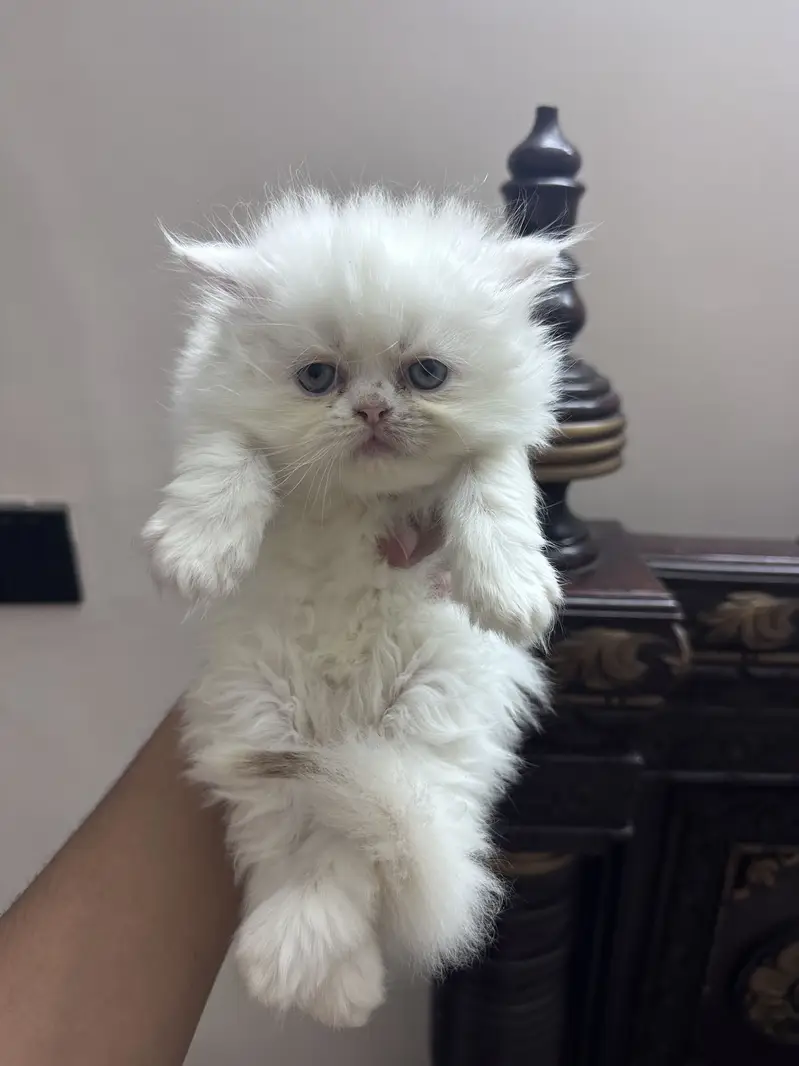 Persian kitten Tripple coat — photo 2