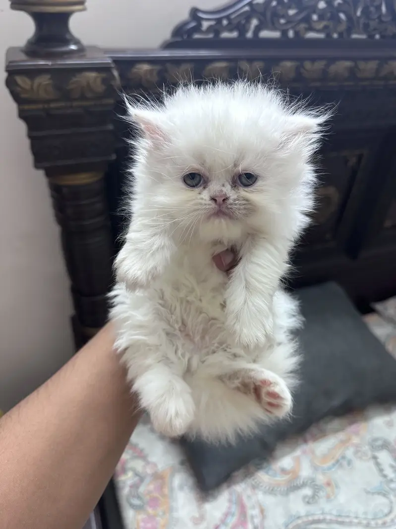 Persian kitten Tripple coat — photo 4