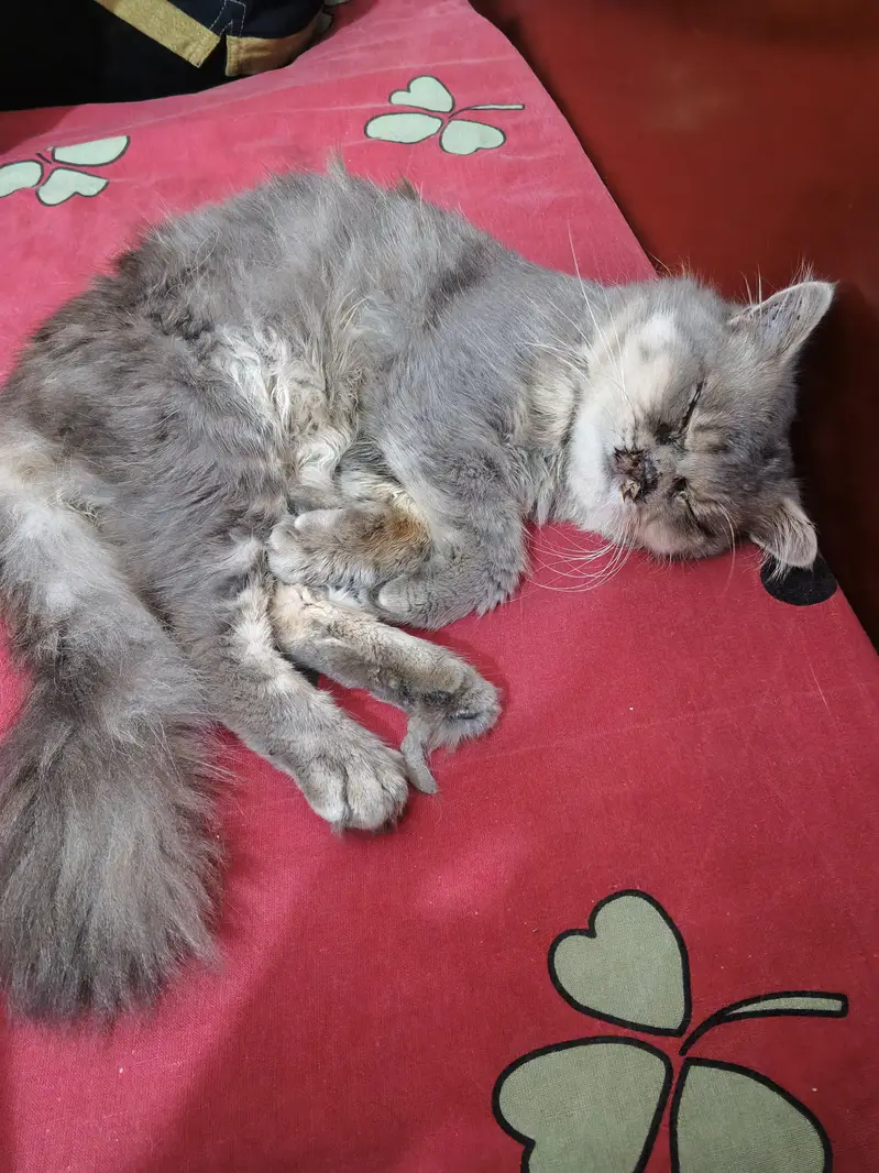 Persian Cat Punch Face Pair — photo 2