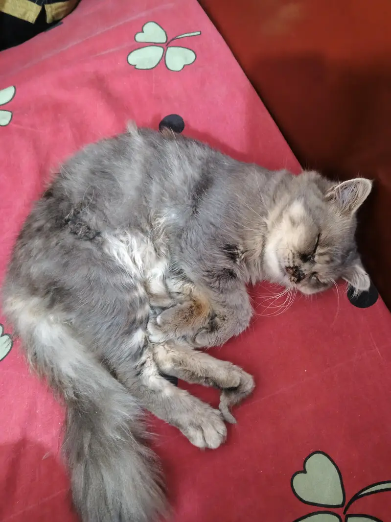 Persian Cat Punch Face Pair — photo 3