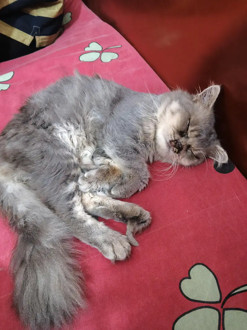 Persian Cat Punch Face Pair — photo 4